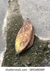 Dry Brown Leaves Of Garin