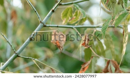Dry brown leaves on a branch on a tree in autumn