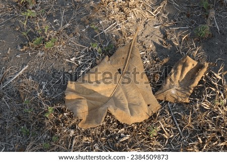 Dry brown leaves are on the ground