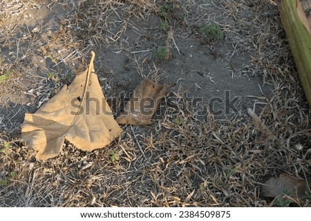Dry brown leaves are on the ground