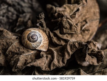 Dry brown leaves and a brown snail shell