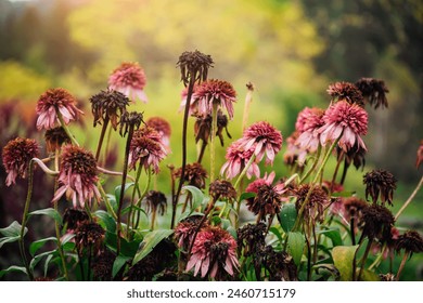 Dry brown and purple leaves and stems of garden flowers in close-up. Garden flowers during drought, they do not have enough water in the hot summer. Natural wilting and old age, autumn season. - Powered by Shutterstock