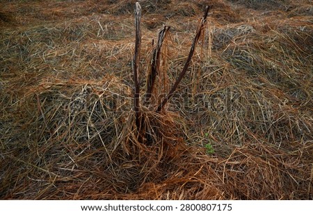 Dry brown straw and grass haystack with three wooden sticks in rural field. Close up of dried agricultural grass and dead plant stems on ground. 