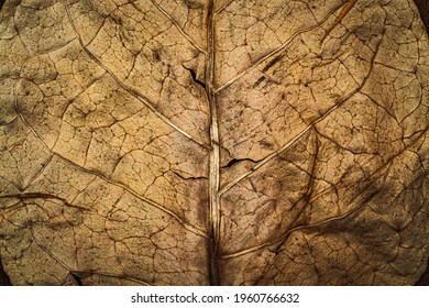Dry brown Tobacco leaf texture 
background, closeup. High quality tobacco big leaf, macro