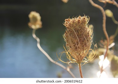 Dry Brown Wildflower Growing In The Bright Sunny Meadow.