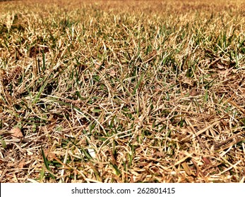 Dry, Brown, Withered Grass