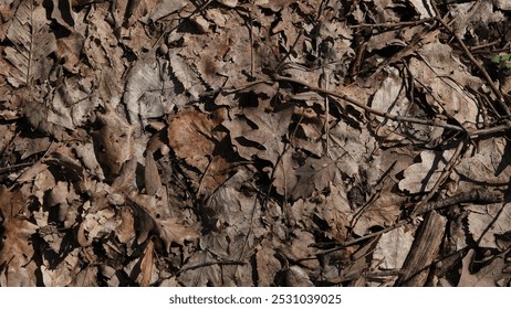 Dry brown and yellow leaves in an autumn or winter forest. A carpet of dry, withered leaves in the forest. - Powered by Shutterstock