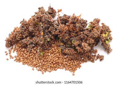 Dry Buckwheat Flower Isolated On White Background.