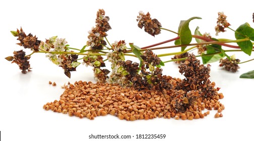 Dry Buckwheat Flower Isolated On White Background.