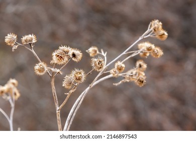 Dry Burdock In Early Spring.