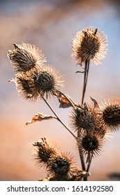 dry burdock seeds in autumn close up - Shutterstock ID 1614192580
