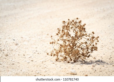 Dry Bush Of Desert Tumble Weed On White Ground.