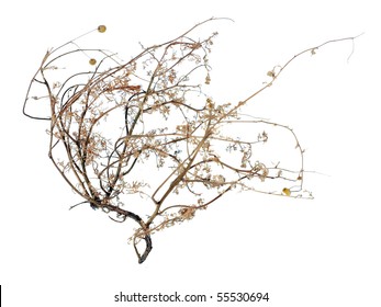 Dry Bush Of Desert Tumble Weed On White Background