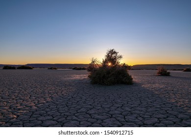 A dry bush in the middle of Alvord desert against rising sun, sun rays through the shrub