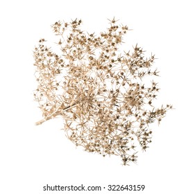 Dry Bush Tumbleweed. (Eryngium Campestre). Isolated