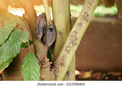 Dry Cacao Pods On Tree With Hole After  Decease