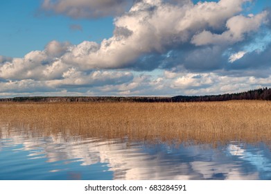 Dry cane thicket golden reflection blue pond water, thickets of dry reeds pond bank plants, winter nature wallpaper