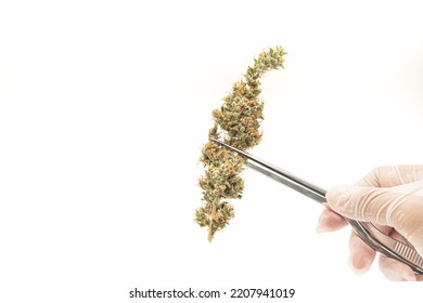 Dry Cannabis Buds Flowers On A White Background. Top View Of Medical Marijuana Flower. ​Concept Of Marijuana Plantation For Medical And Business