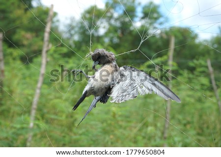 Dry carcass of Eurasian tree sparrow bird is trapped with the tendon mesh