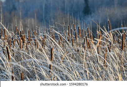 Dry cattail, reed, in the winter. Illuminated by backlight.