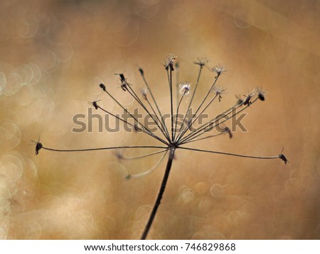 Similar – poppy seed capsules plants