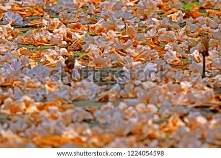 Image, Stock Photo Girl in autumn Plant