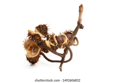 dry chestnut isolated on white background - Shutterstock ID 1492606832