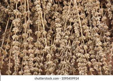 Dry Chia Flower With Seed Inside.