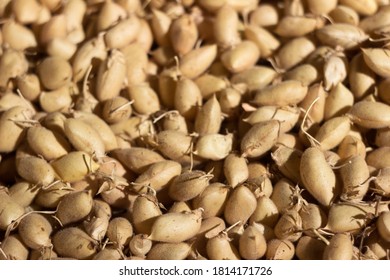 Dry Chickpea Pods Or Chick Pea (Cicer Arietinum), Freshly Harvested. Background, Concept