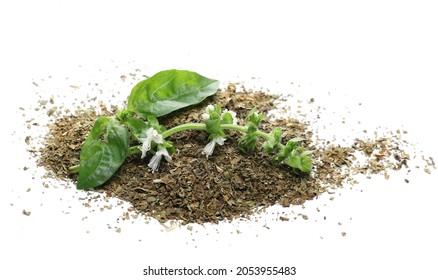 Dry Chopped Basil And Fresh Basil Flower With Green Leaves Isolated On White Background