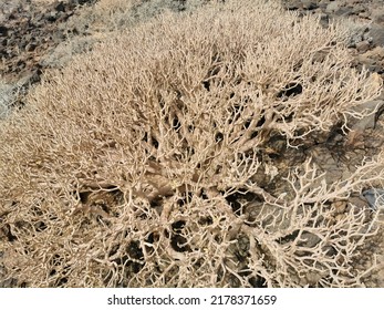 Dry Circular Desert Bush Known As Tumbleweed Or Russian Thistle. Tumbleweed Are Know To Cause Fires And Car Damage When Tumbling On The Road.