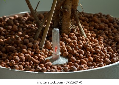 Dry Clay Beads. Witness Watering, Dry Plant.