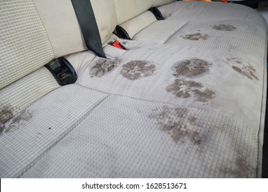 Dry cleaning machine. Footprints of a dog in the seat. Dirty paws. Car wash.