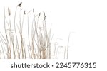 Dry coastal reed isolated on white background, natural winter photo