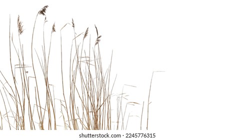 Dry coastal reed isolated on white background, natural winter photo