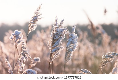 Dry coastal reed with snow in winter season, closeup view with soft selective focus. Abstract natural photo