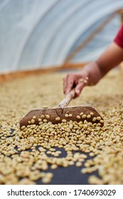 Dry Coffee Bean On Solar Dryer