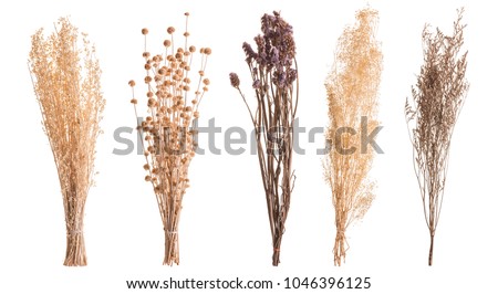 Dry color grass flower for interior decoration. Studio shot and isolated on white background