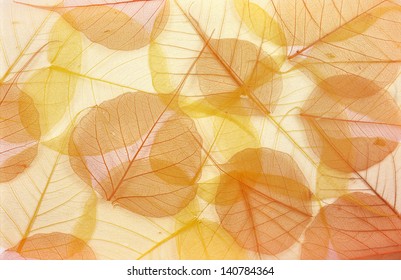 Dry colored leaves - background - Powered by Shutterstock