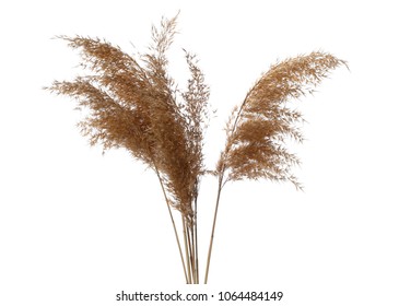 Dry common bulrush 