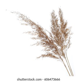 Dry common bulrush 