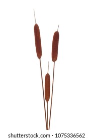 	
Dry common bulrush reeds