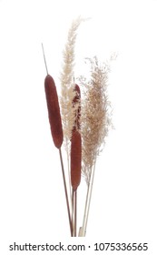 	
Dry common bulrush reeds