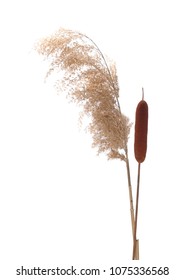 	
Dry common bulrush reeds isolated on white background, clipping path