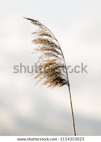 Similar – Image, Stock Photo windbreaker Grass Field