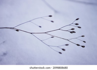 Dry Common Nipplewort Growing On A Snow. Dry Common Meadow Plant, With Thin Brown Stalks And Closed Cypsela With Seeds. Dry Brown Tender Plant Commonly Seen In Czech Nature. Plant Laying On Snow.