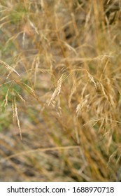 4 Coolatai grass Images, Stock Photos & Vectors | Shutterstock