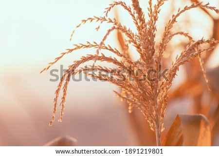 Similar – Image, Stock Photo summer in the field Child