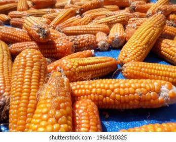 
Dry Corn Is Dried In The Sun Where The Seeds Are Used As Animal Feed Ingredients.