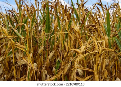 Dry Corn Field During A Drought